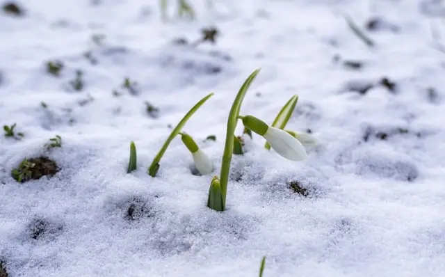 A snowdrop and a girl