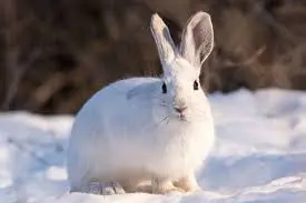How the Rabbit Became White