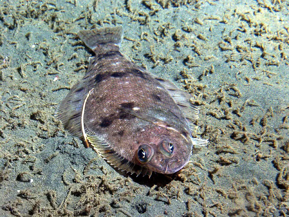 How the Sole Fish came to be